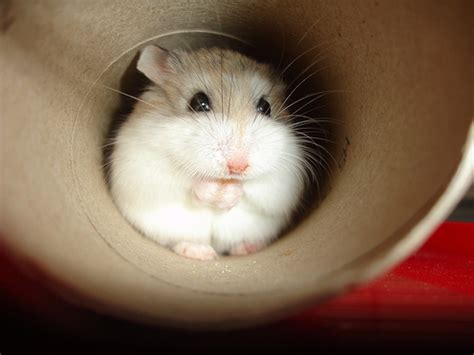 ham ster.com|Hamster Care, the home for hamster lovers, enthusiasts and more.